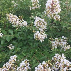 Ray's Nursery - Natchez Crape Myrtle