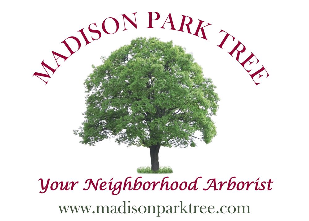 Madison Park Tree - tree service in Seattle, WA