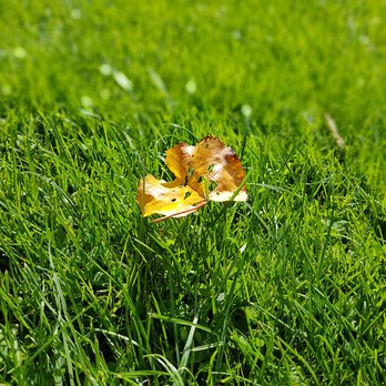 Royal Botanic Garden Edinburgh - Botanical Gardens Near Me - Edinburgh, EDH