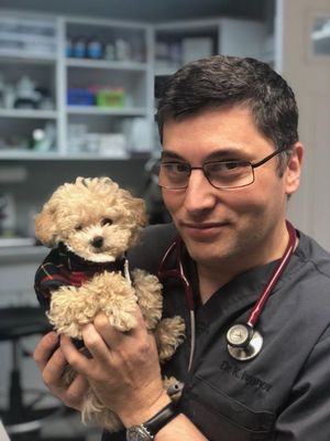 VETERINARY CARE GROUP - MIDDLE VILLAGE - Updated July 2025 - 94 Photos