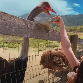 Ostrichland USA - https://www.youtube.com/watch?v=KjvKvsaYoPY&t=335s - Attraction Farms Near Me - Solvang, California Ostrichland USA - https://www.youtube.com/watch?v=KjvKvsaYoPY&t=335s - Attraction Farms Near Me - Solvang, California