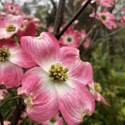 The Angels Garden - Cherokee Brave Pink Dogwood