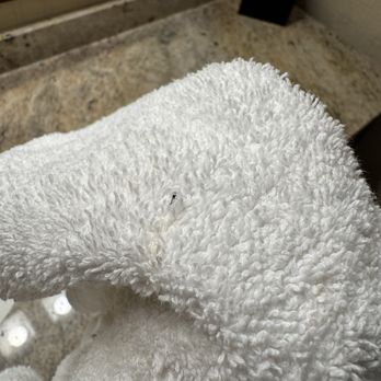 Embassy Suites by Hilton Parsippany - Mosquitos on "fresh and clean" towels. - Hotels Near Me - Parsippany, New Jersey Embassy Suites by Hilton Parsippany - Mosquitos on "fresh and clean" towels. - Hotels Near Me - Parsippany, New Jersey