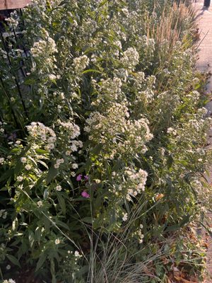 Washington Square Bar & Grill by null