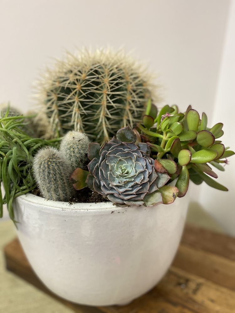 FLEURDELIS, FLOWERS & GIFTS Updated October 2024 187 Photos 222 E Main St, Starkville