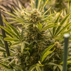 The Cultured Cannabis