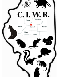 Central Illinois Wildlife Removal