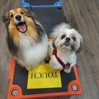 Great Dog - Pet Training Near Me - Seattle, Washington Great Dog - Pet Training Near Me - Seattle, Washington