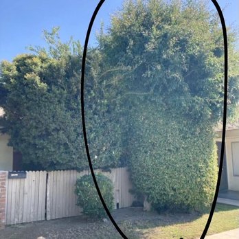 A's Tree Service - Before I was professionally helped by A's tree service - Tree Services Near Me - Placentia, California A's Tree Service - Before I was professionally helped by A's tree service - Tree Services Near Me - Placentia, California