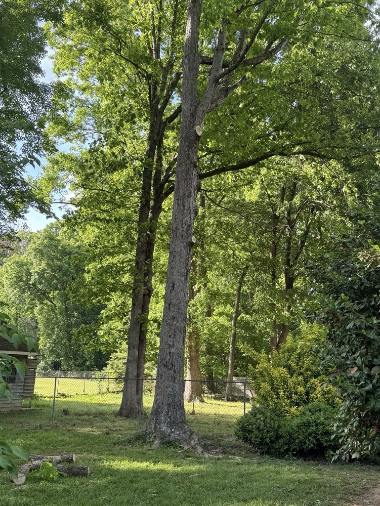 Shelton Tree Service - tree service in Greensboro, NC