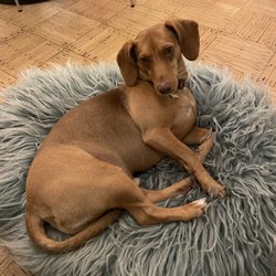 The Ilka Pinheiro - Pip, a beagle/dachshund mix, showing off his heart-shaped nose