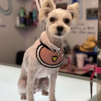 Jeepee's Spaw - From her first visit - Pet Groomers Near Me - Orange Park, Florida Jeepee's Spaw - From her first visit - Pet Groomers Near Me - Orange Park, Florida