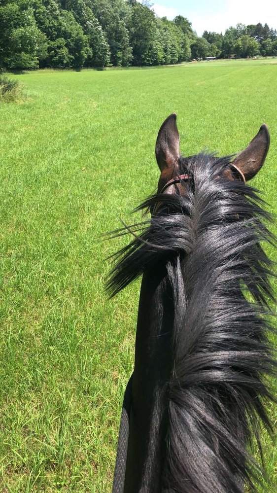 Sandalwood Ranch - equestrian in Williamston, MI