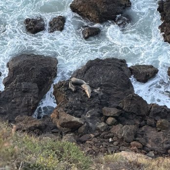 Point Dume Cove Trail - Sea lions - Hiking Near Me - Malibu, California Point Dume Cove Trail - Sea lions - Hiking Near Me - Malibu, California