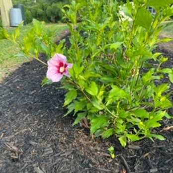 Schultz's Landscaping - a pink flower in a mulch bed - Landscaping Near Me - Camp Hill, Pennsylvania Schultz's Landscaping - a pink flower in a mulch bed - Landscaping Near Me - Camp Hill, Pennsylvania