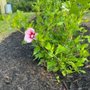 Schultz's Landscaping