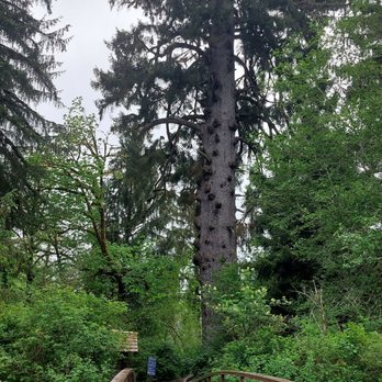 Worlds Largest Spruce Tree - Approach to Largest Spuce. - Local Flavor Near Me