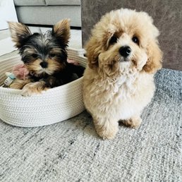Our newest fur babies:) Our newest fur babies:)