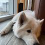 Yuppie Puppy Pet Grooming