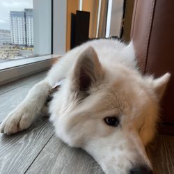 Yuppie Puppy Pet Grooming - Furless ears :(