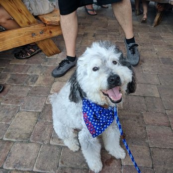 Pampered Paws Pet Spa - Happy and handsome Mopsie post grooming - Pet Groomers Near Me - West Melbourne, Florida Pampered Paws Pet Spa - Happy and handsome Mopsie post grooming - Pet Groomers Near Me - West Melbourne, Florida