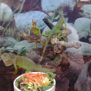 Petco - Loving The Reptiles :-) - Pet Stores Near Me - Whittier, California Petco - Loving The Reptiles :-) - Pet Stores Near Me - Whittier, California