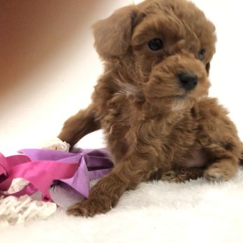 Donna’s Pretty Poodles - Grace is a special gal! She is one of my recent puppies. Not available. - Pet Breeders Near Me - Vilonia, Arkansas Donna’s Pretty Poodles - Grace is a special gal! She is one of my recent puppies. Not available. - Pet Breeders Near Me - Vilonia, Arkansas