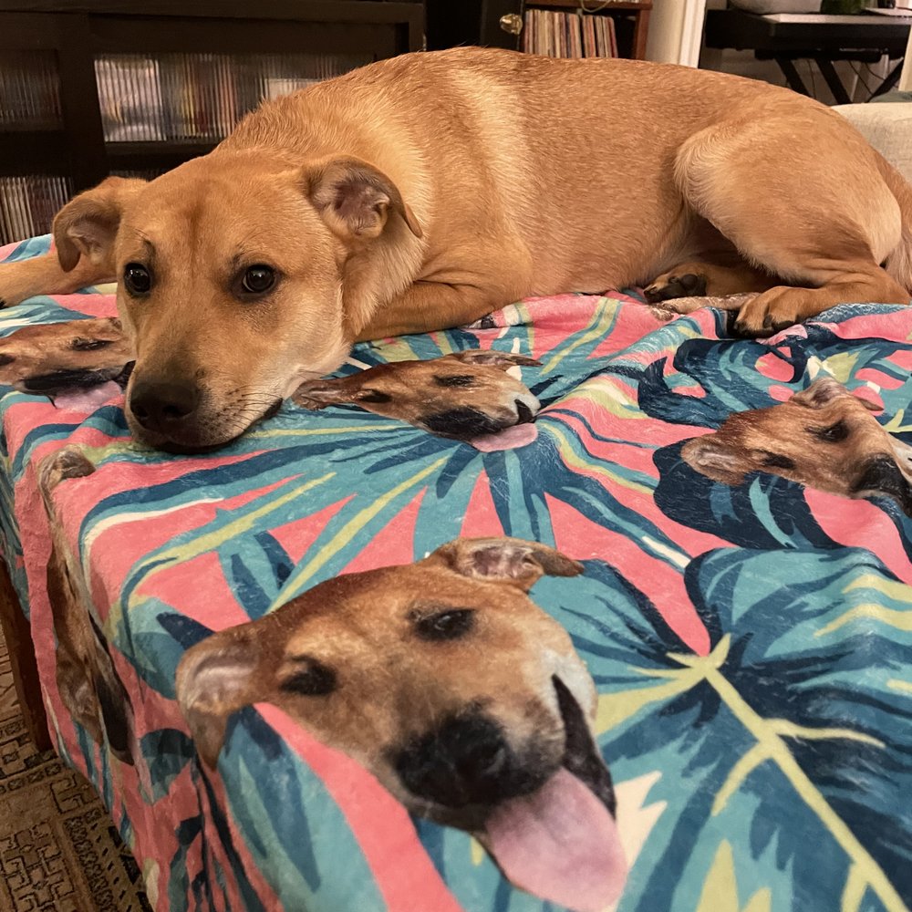 Pups Without Borders - Pet Adoption Near Me Pups Without Borders - Pet Adoption Near Me