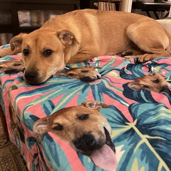 Pups Without Borders - Pet Adoption Near Me