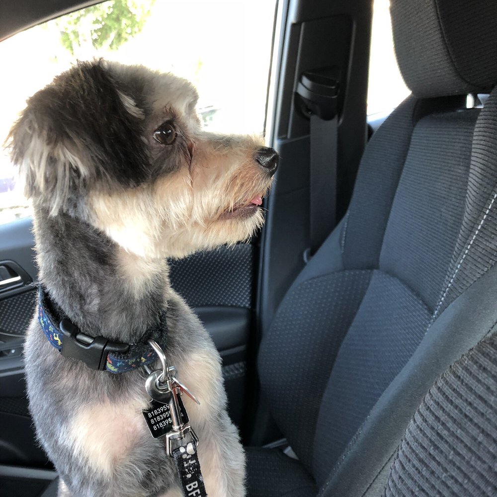 PetSmart - Pet Groomers Near Me - Monrovia, California PetSmart - Pet Groomers Near Me - Monrovia, California