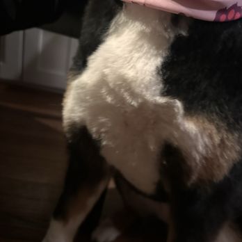 Ruff to Fluff Bar - Pet Groomers Near Me - Montclair, New Jersey
