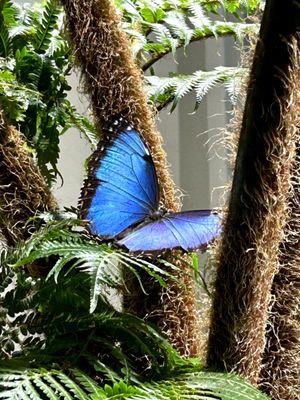Audubon Insectarium by null