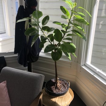 Revel Shop - I love this ficus by our bay window. Still watering the first time through the soil here, the basket also works nicely - Florists Near Me - San Francisco, California Revel Shop - I love this ficus by our bay window. Still watering the first time through the soil here, the basket also works nicely - Florists Near Me - San Francisco, California
