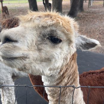 LunaSea Alpaca Farm - Attraction Farms Near Me - Clermont, Florida LunaSea Alpaca Farm - Attraction Farms Near Me - Clermont, Florida