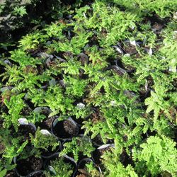 Twin Orchards Nursery - Northern Maidenhair Fern