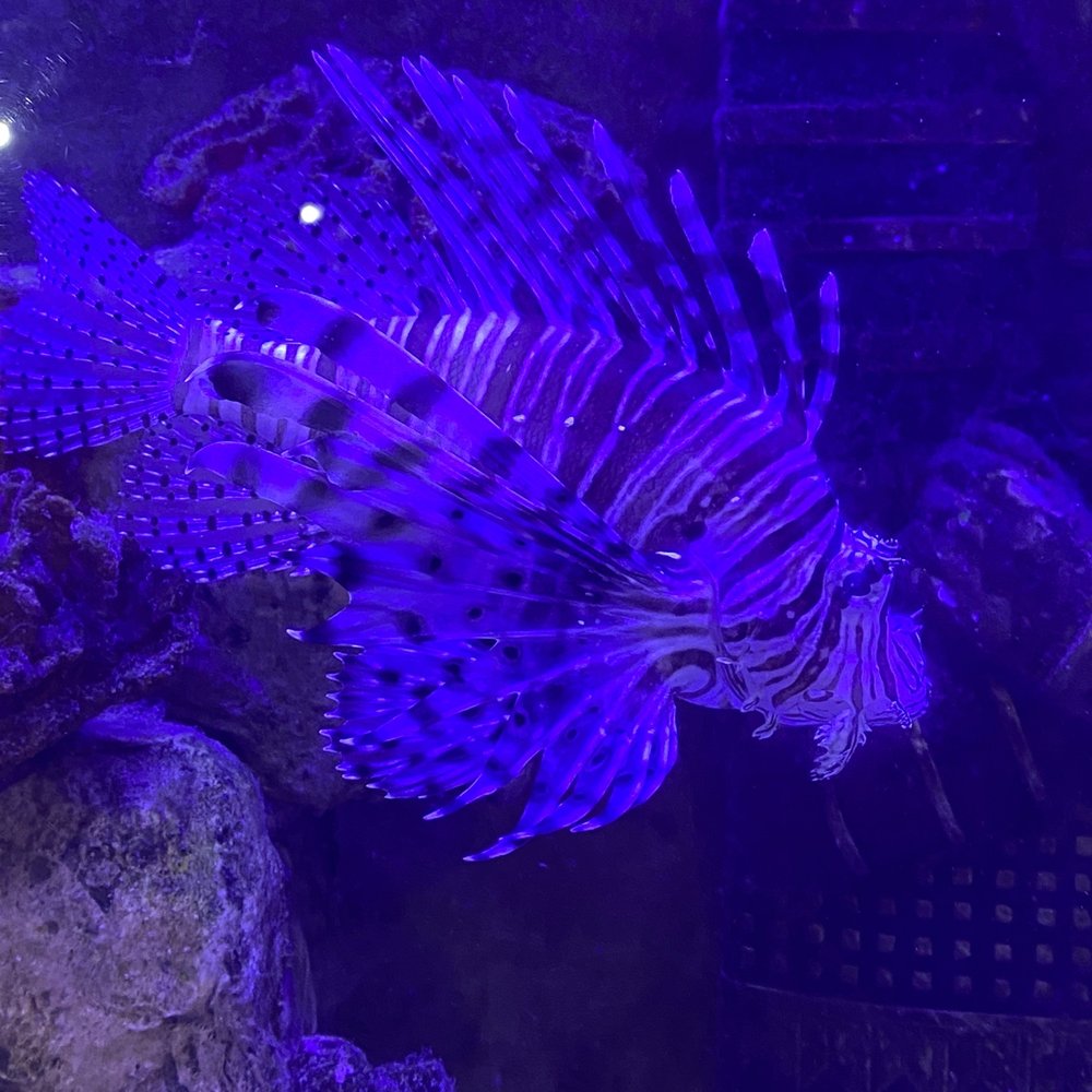 Blue Zoo - Aquariums Near Me - Baton Rouge, Louisiana