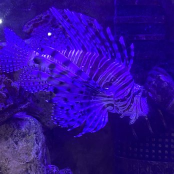 Blue Zoo - Aquariums Near Me - Baton Rouge, Louisiana Blue Zoo - Aquariums Near Me - Baton Rouge, Louisiana