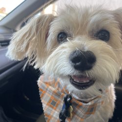 Diamond Pet Parlor