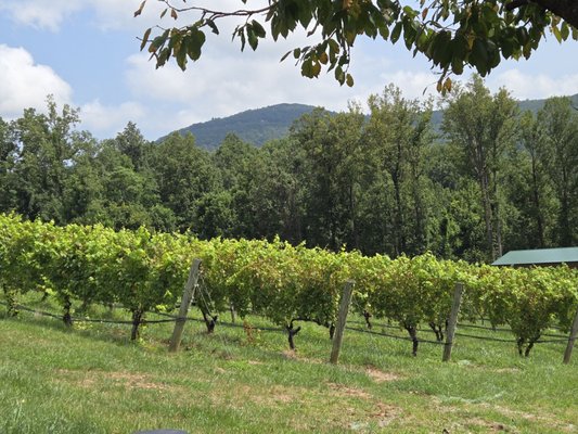 Chester Gap Cellars by null