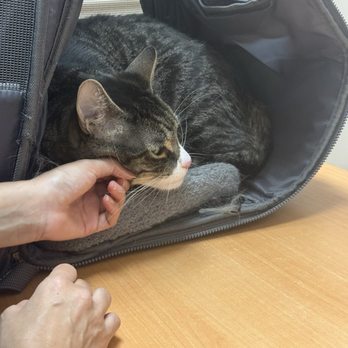 Trinity Pet Hospital - he fat :/ - Veterinarians Near Me - Laguna Hills, California Trinity Pet Hospital - he fat :/ - Veterinarians Near Me - Laguna Hills, California