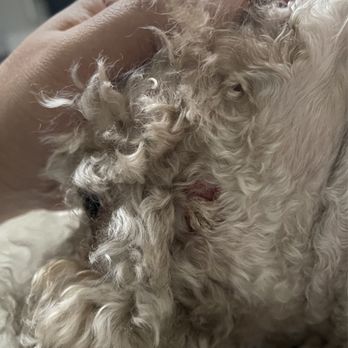 Penelopes Parlor - Cut on face - Pet Groomers Near Me - Costa Mesa, California