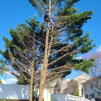 EK Tree Service - Tree Services Near Me