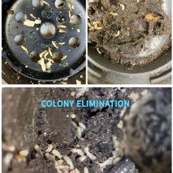 Lighthouse Exterminating - The process of termite elimination from beginning to end