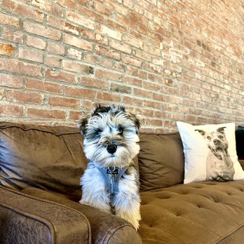Zoomies Pet Cafe - Gift Shops Near Me - St. Louis, Missouri Zoomies Pet Cafe - Gift Shops Near Me - St. Louis, Missouri