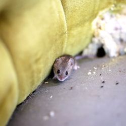 EcoValley Pest Control