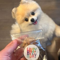 TRIM Dog Grooming & Food