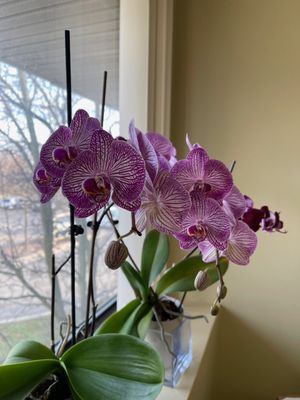 Electrolysis Associates of Michigan