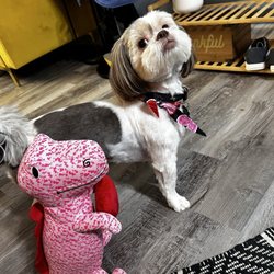 Bark Spot Grooming - Mr Maestro