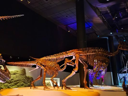 Houston Museum of Natural Science by null