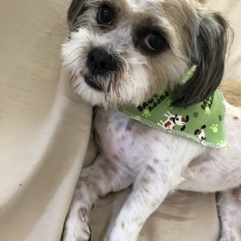 LILO'S Mobile Pet Spa - Pet Groomers Near Me LILO'S Mobile Pet Spa - Pet Groomers Near Me